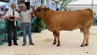 El Concurso de Ganado de Tineo corona a "Soltera" y "Malaya" como mejores animales de la raza Asturiana de los Valles