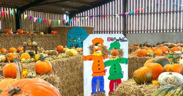 Pumpkin picking places in and around Manchester this Halloween 2025