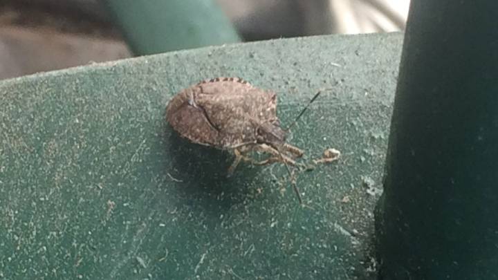 Finding stink bugs and boxelders in your home? You’re not alone