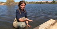 Strategy for battling the zebra mussel invasion in Colorado starts to shift