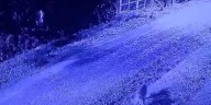 Alerta por un puma suelto en las cercanías de un barrio privado de Pilar