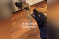 Woman Shows 'Cute' Halloween Decoration to Two Dogs
