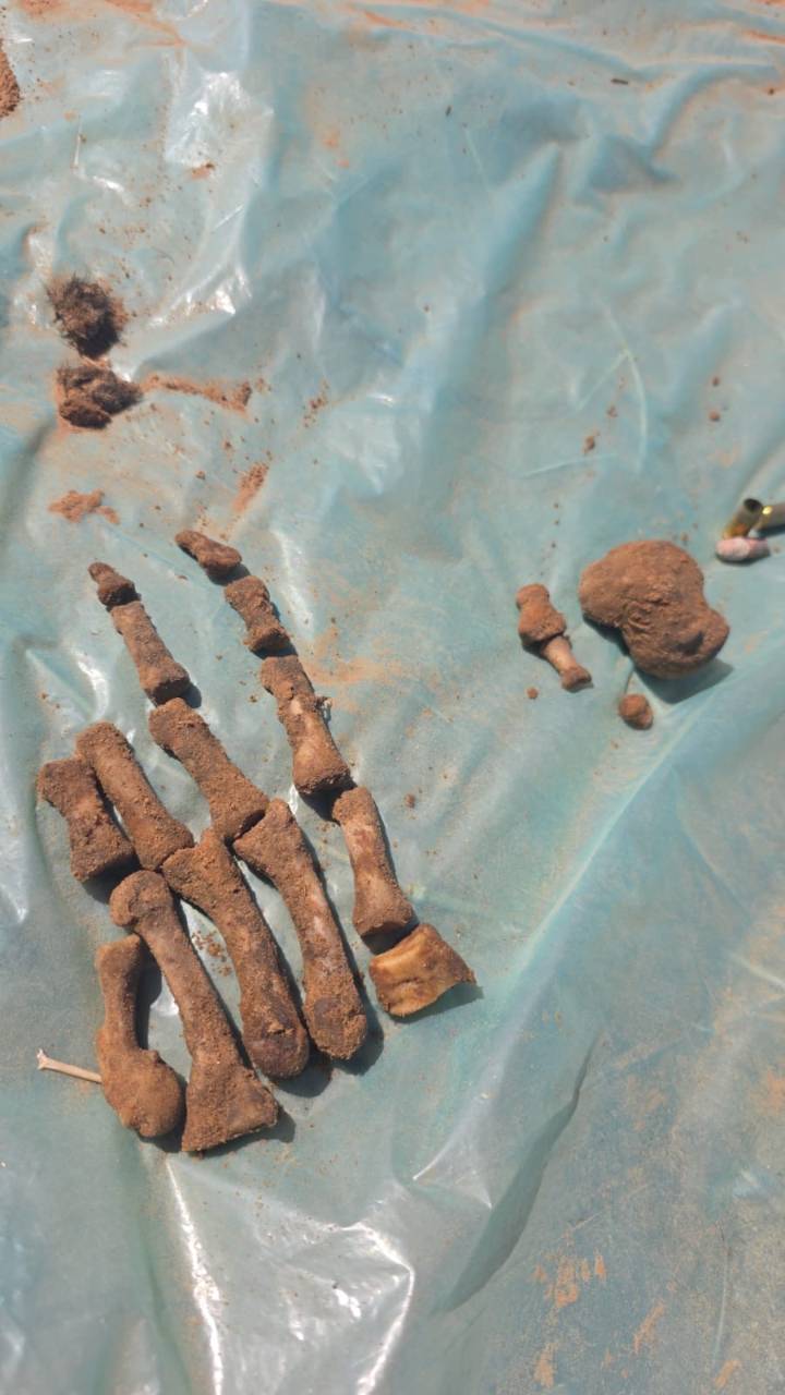 Hallan restos óseos en zona desértica de San Luis Río Colorado
