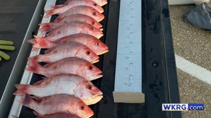 Two charged with red snapper resource violations in Escambia County