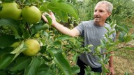 Apple season has arrived. Here's where you can pick in Canton region