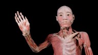 Ocho cadáveres protagonizan la exposición «Bodies Evolution» en el Mar de Vigo