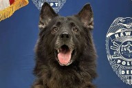 Beloved Police Dog Dies After Being Left in Hot Car