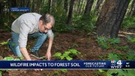 Clemson researcher says soil microbes  aid in forest recovery