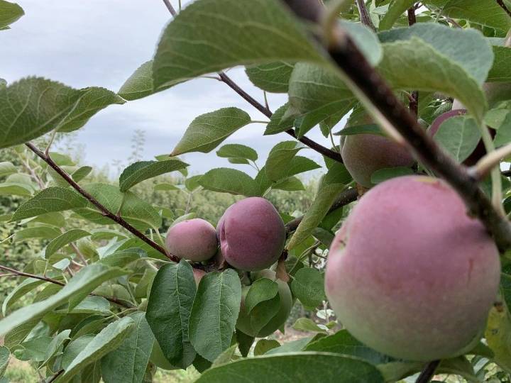 Wynn Farms' fall season thrives despite extreme weather conditions