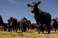 Texas sued over its lab-grown meat ban