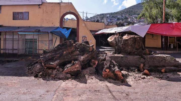 Ciudadanos pueden reportar arbolado a Medio Ambiente