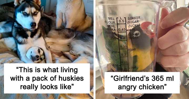 49 Animals Who Woke Up And Chose Nonsense