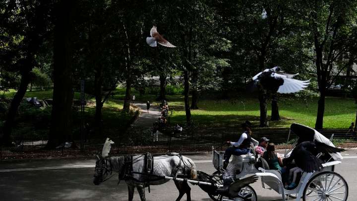 NYC mayor throws support behind bill to ban Central Park horse carriages