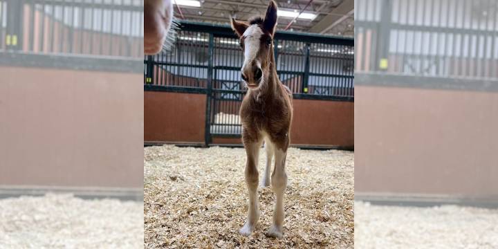 Missouri’s Budweiser Clydesdales gain 2 new additions to the herd