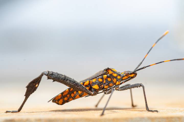 Enfermedad de Chagas en EE.UU.: detectan casos en 32 estados y ya es considerada endémica