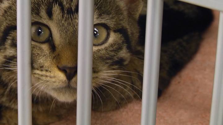 Logan County Humane Society asks community to document cat colonies