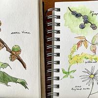 Nature Watch: Seeds Of Hope