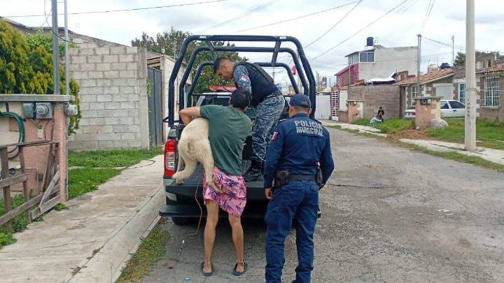 Maltrato Animal en Tulancingo: denuncian caso en Las Glorias
