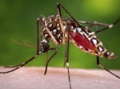 Pakistan reports 41 new cases of Dengue in Rawalpindi Hospitals
