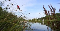 'You get to fly': Why Dutch athletes pole vault over canals