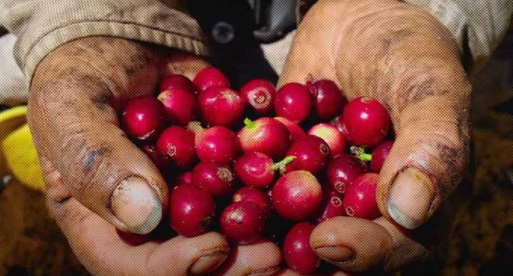 Producción de café en Colombia alcanza su nivel más alto desde 1996