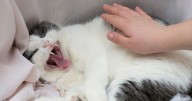 Three people treated for exposure to rabid cat