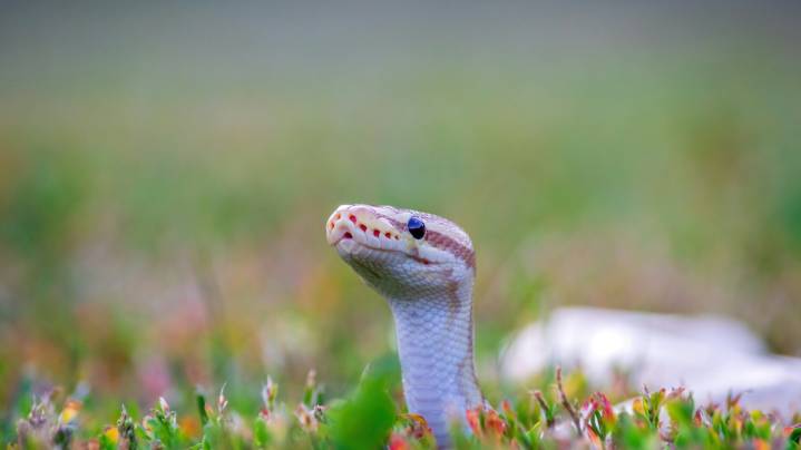 22 Beautiful Plants That Can Help Keep Snakes Out Of Your Yard