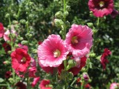 Plant Doctor: Sow hollyhock seeds now for spring blooms