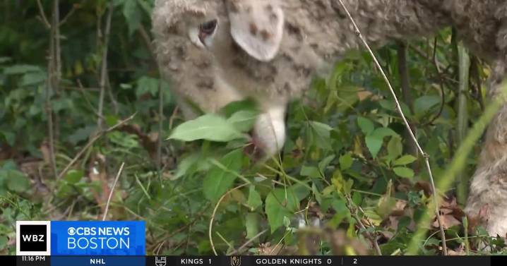 'Lambscaping' crew of sheep and goats clears brush from yards