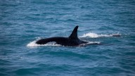 Así vivió un grupo de jóvenes en la costa de Lisboa el ataque de orcas a su velero: "Les echamos vinagre"