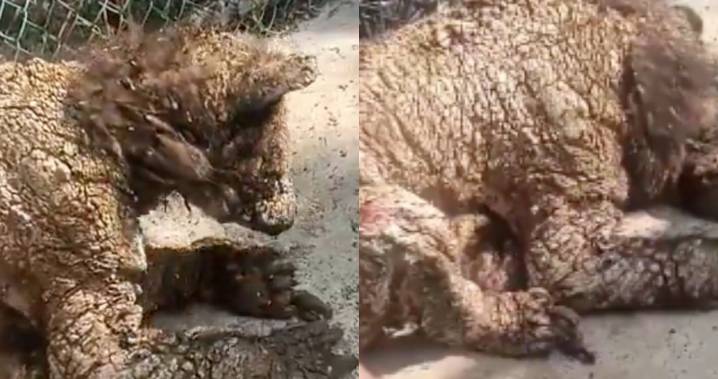 VIDEO ¬ Profepa revisa salud de osa negra en zoológico de NL tras abandono evidente
