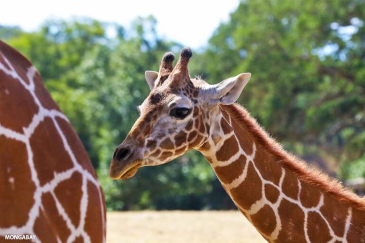 How AI helps conservationists better understand and protect giraffes