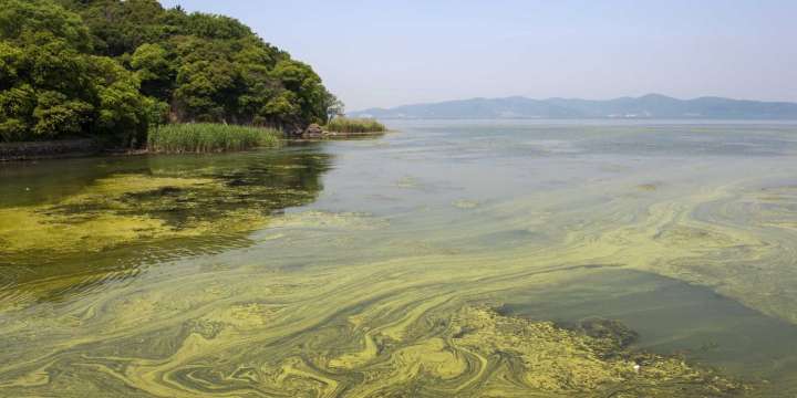 Diseñan una plataforma geoespacial para frenar la amenaza de las cianobacterias en el agua