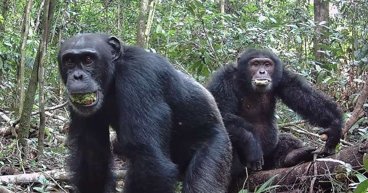 Wild chimpanzees consume the equivalent of 2 cocktails a day in the form of boozy fruit, research finds