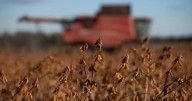 SC soybean exports boosted at ports in Dillon and Charleston