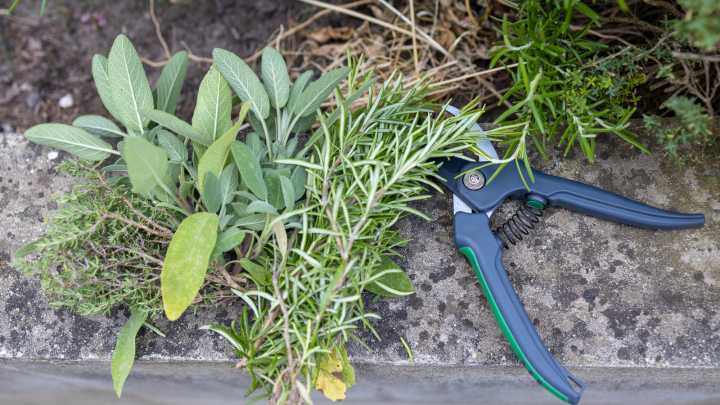 A Gorgeous Fast-Growing Perennial Herb Deserves To Be In Your Cutting Garden