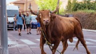 El navarro Miguel Reta acaba manteado en un pueblo de Toledo por la casta y bravura de uno de sus toros
