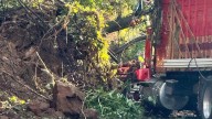 Caída de árbol bloquea carretera Uruapan