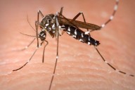 OPS pide reforzar control vectorial de chikunguña: Más de 200.000 casos en América Latina