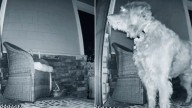 At 5:30 A.M., Washington Woman Wakes To Find Her Dog Has A Surprising New Porch Guest