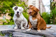 How to keep your fuzzy friends safe and healthy this fall