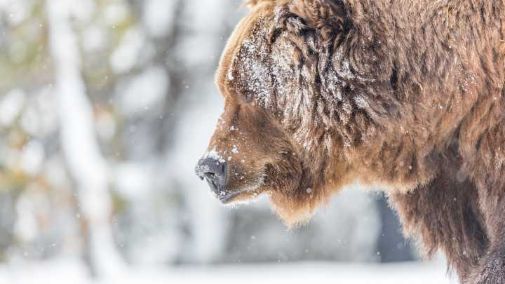 Yellowstone National Park Visitors Alerted By New Signs Warning Of Ongoing Experiment On Bears
