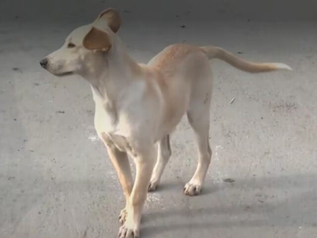 Alerta por envenenamiento masivo de perros: reportan más de 20 mascotas muertas en SJL