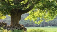 This Fast-Growing Tree Is Perfect For Privacy Needs And Isn't Picky About Soil