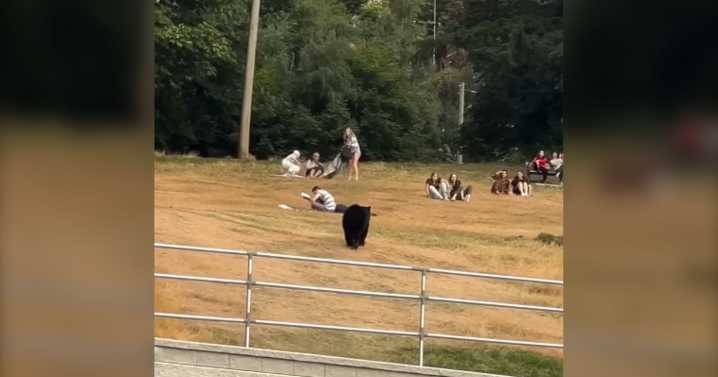 Burnaby news: Video shows bear approaching park visitors