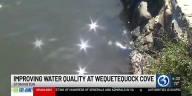 Unique plans in place to clean up water and restore shellfish at Wequetequock Cove