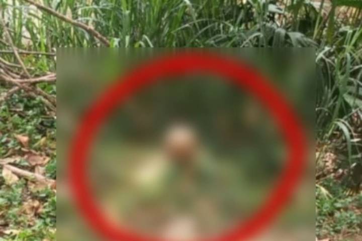 Macabro hallazgo en Piedecuesta: descubren cráneo humano en zona residencial