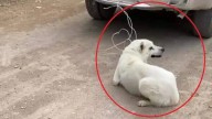 Denuncian 900 casos al mes de maltrato y crueldad animal La Laguna