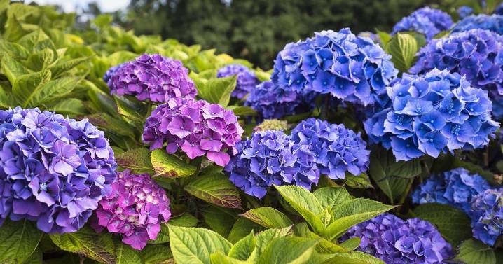 UK households with hydrangeas in gardens told to carry out one vital task this September