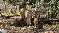 Rescuers Shocked To Discover Three Shivering Furry Creatures Dumped In Maryland Woods